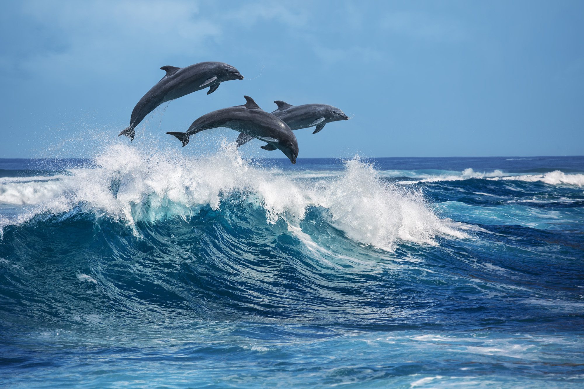 Dolphins Jumping out of the Ocean