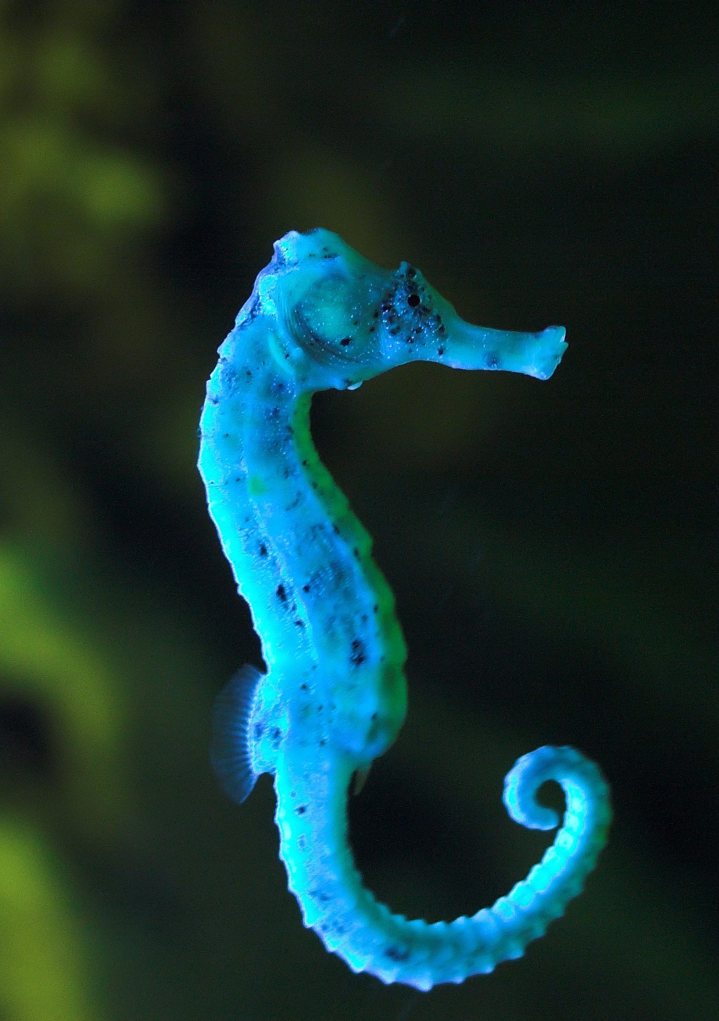 Blue Seahorse Side View